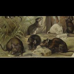 of rats men
