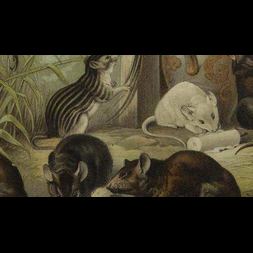 of rats men