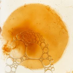 sandor ellix katz on cultures fermentation
