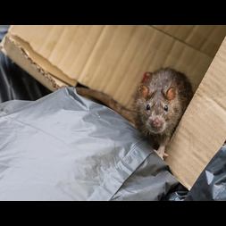 why your car is rat haven